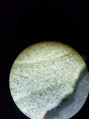 Ceanothus tomentosus tomentosus