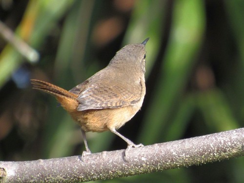 House Wren