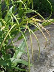 Borodinia missouriensis