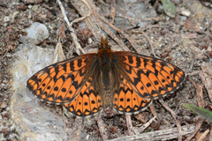 Boloria freija browni
