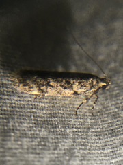 Chionodes thoraceochrella