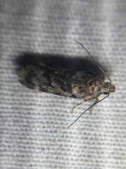 Chionodes thoraceochrella