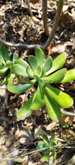 Pachysedum