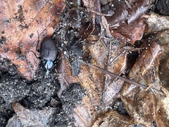 Sphaeroderus