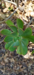 Pachysedum