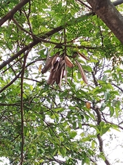 Leucaena diversifolia
