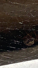 Steatoda nobilis