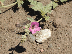 Sphaeralcea mendocina