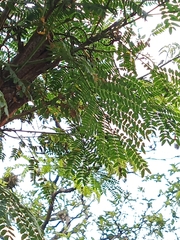 Leucaena diversifolia