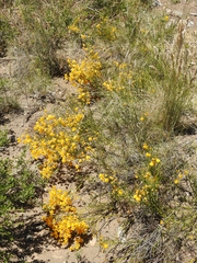 Senna aphylla