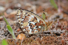 Boloria freija browni