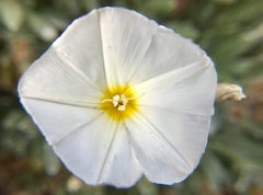Convolvulus cneorum