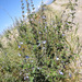 Salvia cuspidata - Photo (c) Guillermo Debandi,  זכויות יוצרים חלקיות (CC BY), הועלה על ידי Guillermo Debandi
