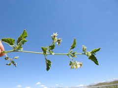 Solanum tweedianum
