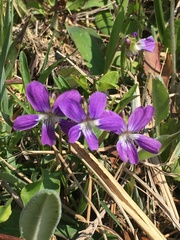 Viola brittoniana