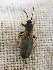 Ischnodemus sabuleti