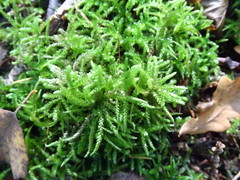 Eurhynchium angustirete