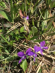 Viola brittoniana