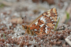 Boloria freija browni
