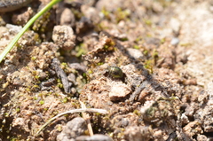 Lamprobyrrhulus nitidus