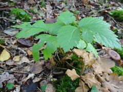 Rubus saxatilis
