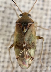 Pinalitus cervinus