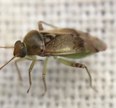 Pinalitus cervinus