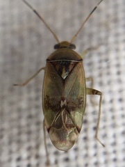 Pinalitus cervinus