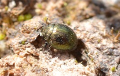 Lamprobyrrhulus nitidus