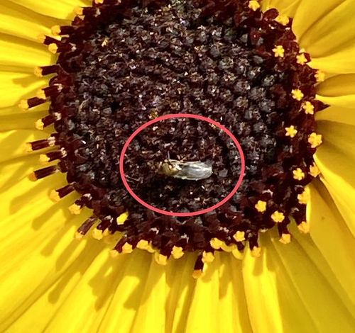 iNaturalist observation photo of Winged and Once-winged Insects