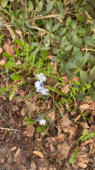 Puschkinia scilloides