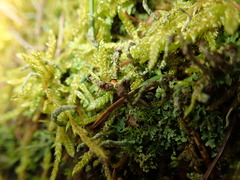 Tremella cladoniae