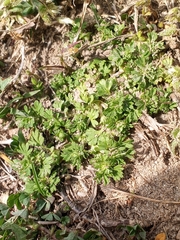 Alchemilla australis