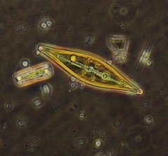 Craticula cuspidata