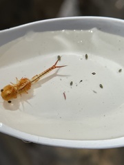 Eubranchipus vernalis