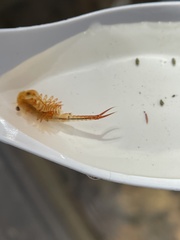 Eubranchipus vernalis