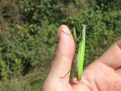 Mantis religiosa