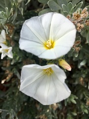Convolvulus cneorum