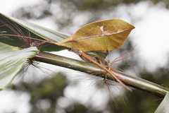 Typophyllum trapeziforme