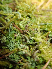 Tremella cladoniae