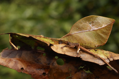 Typophyllum trapeziforme