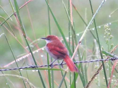 Certhiaxis cinnamomeus