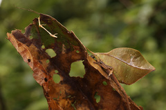 Typophyllum trapeziforme