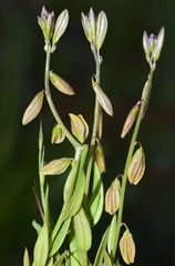 Polygala monspeliaca