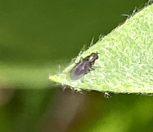 iNaturalist observation photo of Dolichopodini