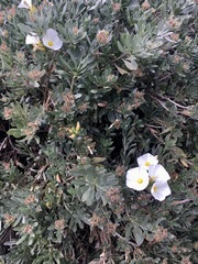 Convolvulus cneorum
