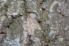 Trichopteryx polycommata