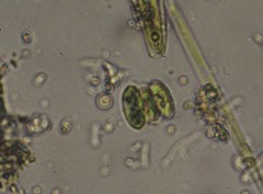 Scenedesmus