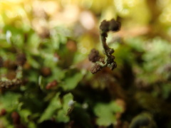 Tremella cladoniae