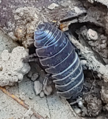 Armadillidium vulgare